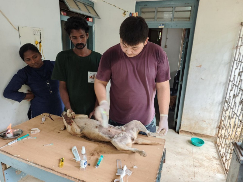 Мастер-классы по ветеринарии для индийских коллег