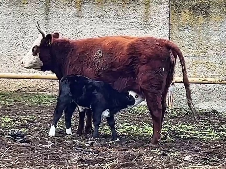 На Станции искусственного осеменения РНПЦ КалмГУ родился уникальный гибридный теленок