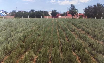 Поле прутняка